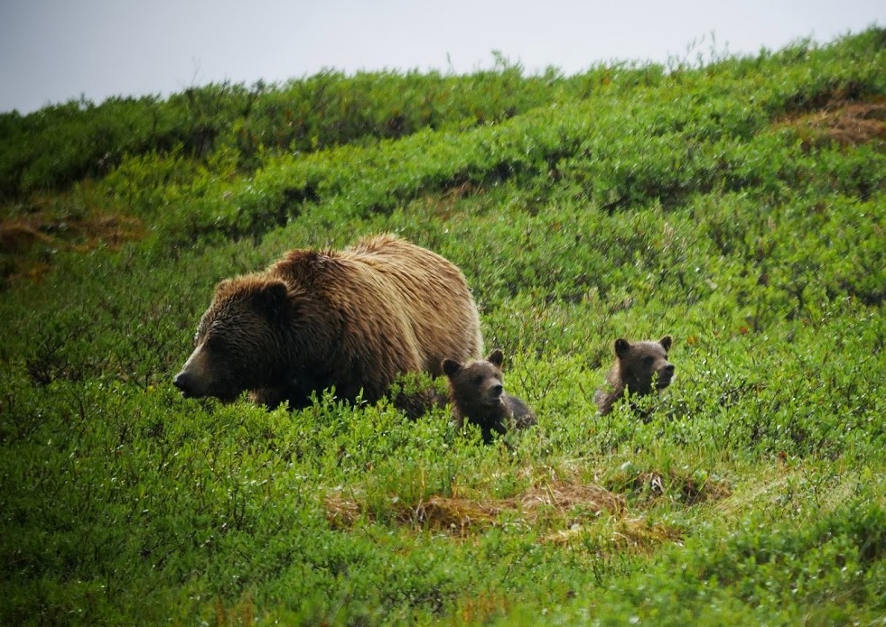 Brown Bear Denali
