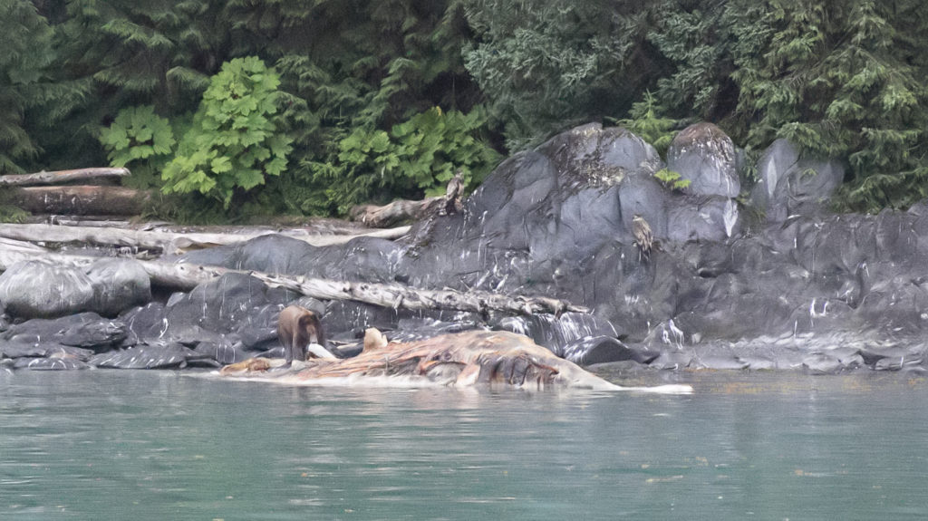Uncruise Glaciers and Whales