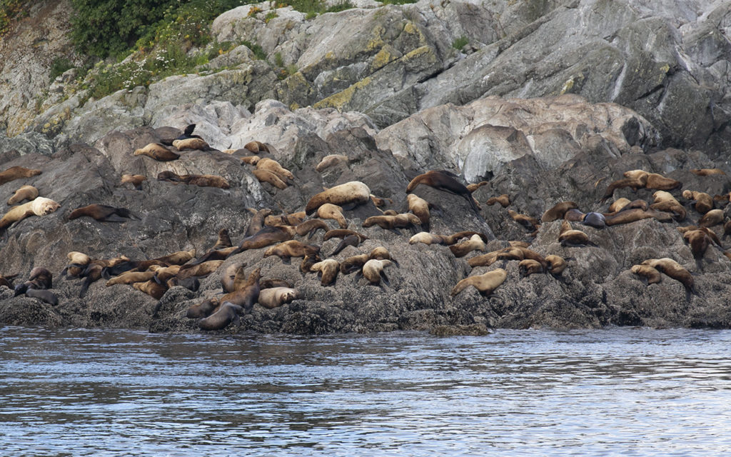 Sea Lions Alaska