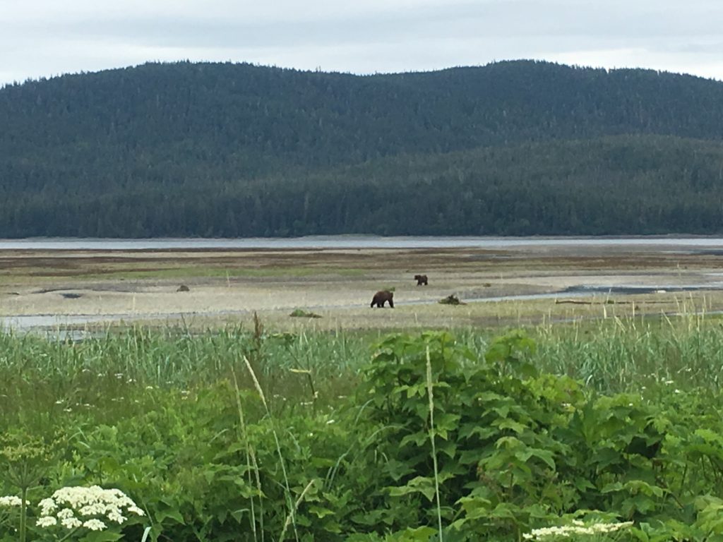 Brown Bear Admiralty Island