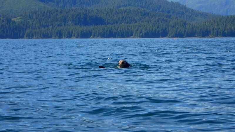 Seal Uncruise