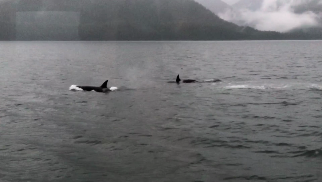 Orcas Frederick Sound Uncruise