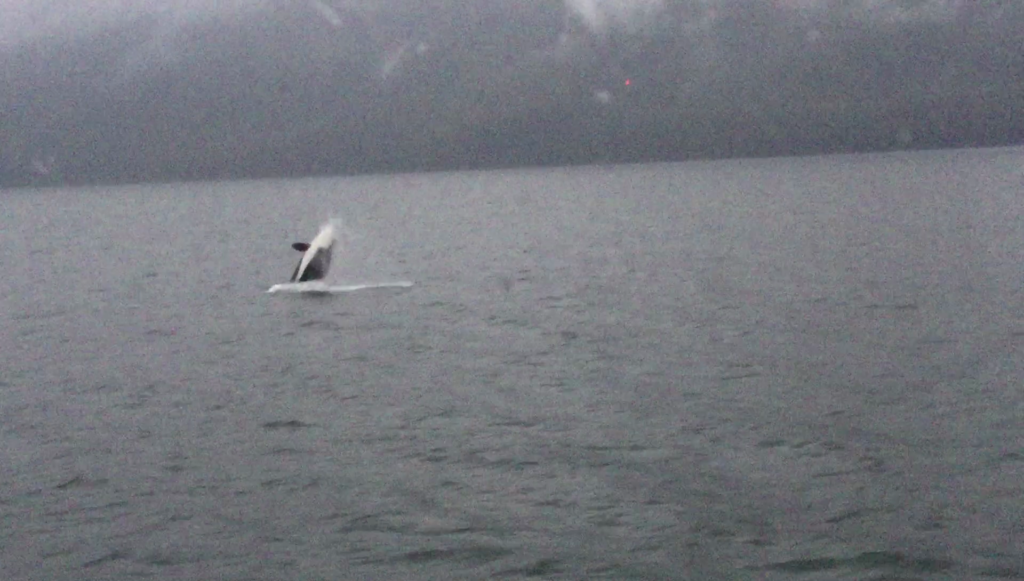 Orca in Frederick Sound