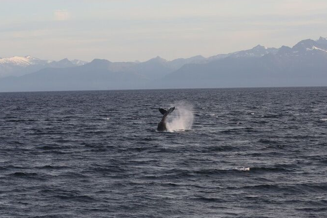 Humpback Whale Frederick Sound Alaska Uncruise