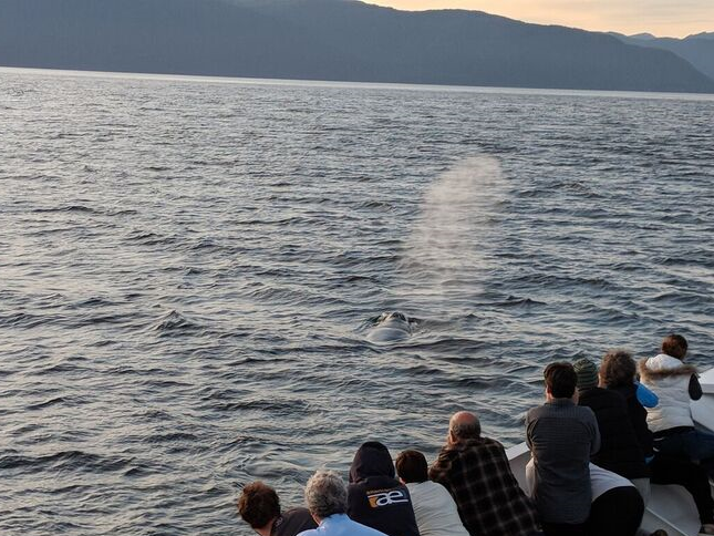 Humpback Whale Frederick Sound Alaska Uncruise
