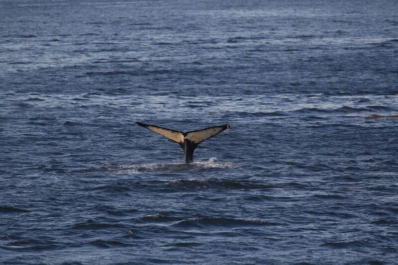 Humpback Whale Frederick Sound Alaska Uncruise