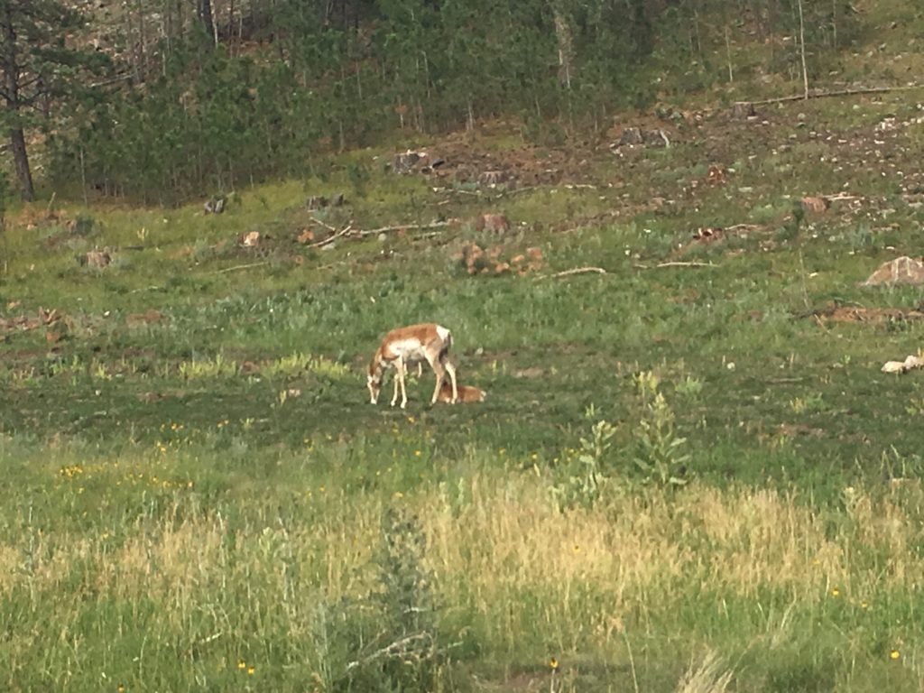 Custer State Park, Wildlife Loop Scenic Byway