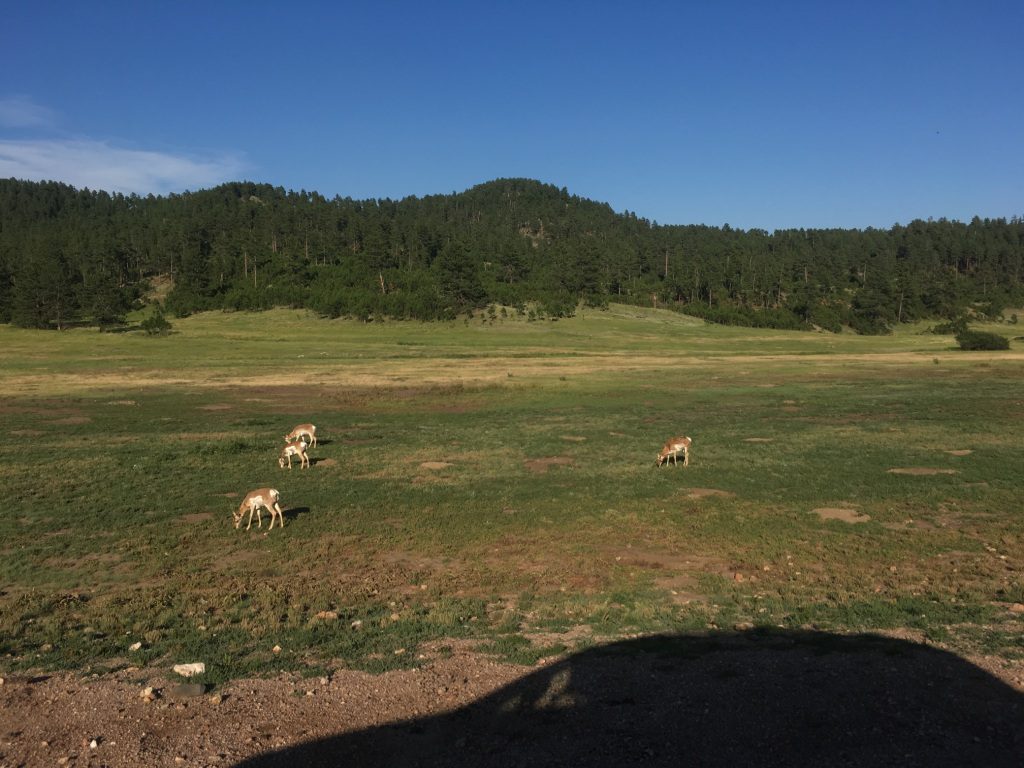 Custer State Park, Wildlife Loop Scenic Byway