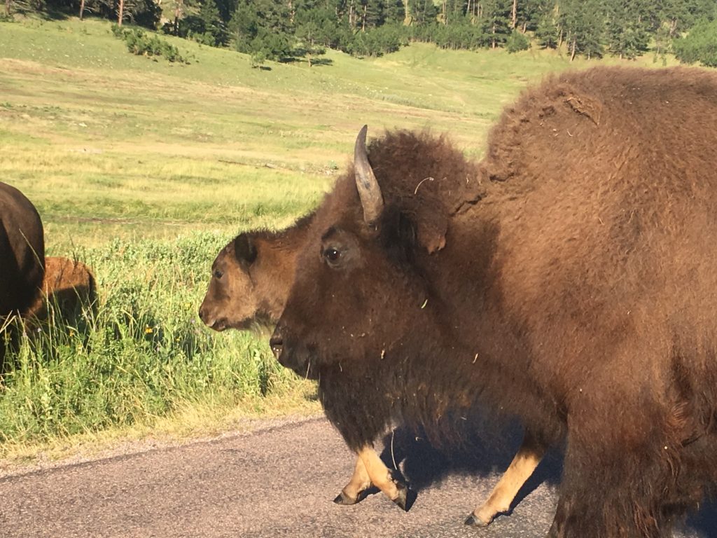 Custer State Park, Wildlife Loop Scenic Byway