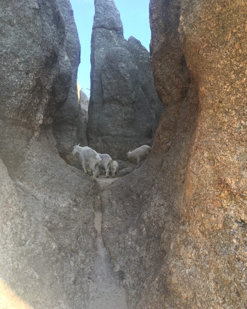 Needles Highway, Custer State Park