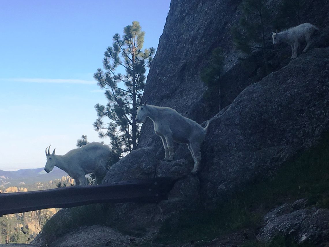 Needles Highway, Custer State Park