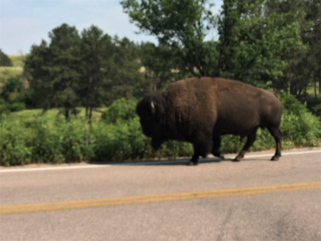 Custer State Park, Wildlife Loop Scenic Byway