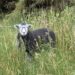 Wainwright C2C, Ennerdale Bridge, Lakes District National Park, Keswick, Loft Beck,