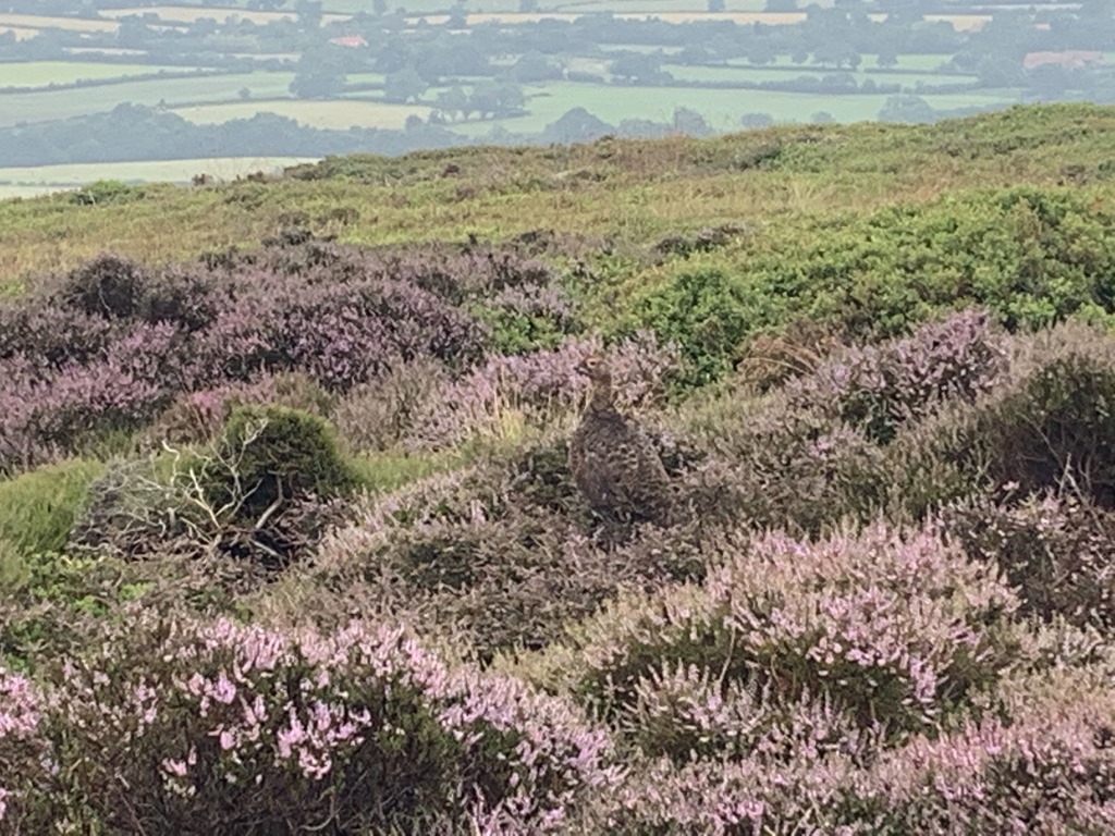 Wainwright C2C, Blakey Ridge, Hiking England, York Moors