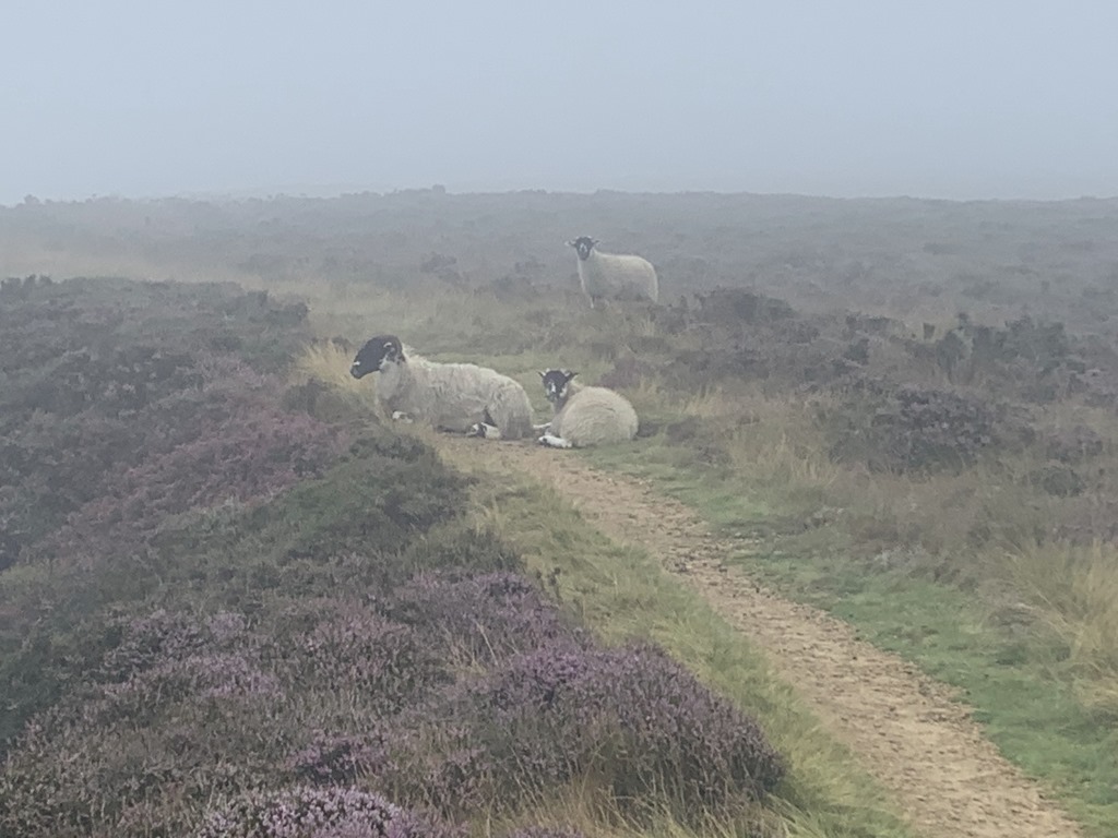 Wainwright C2C, Blakey Ridge, Hiking England, York Moors