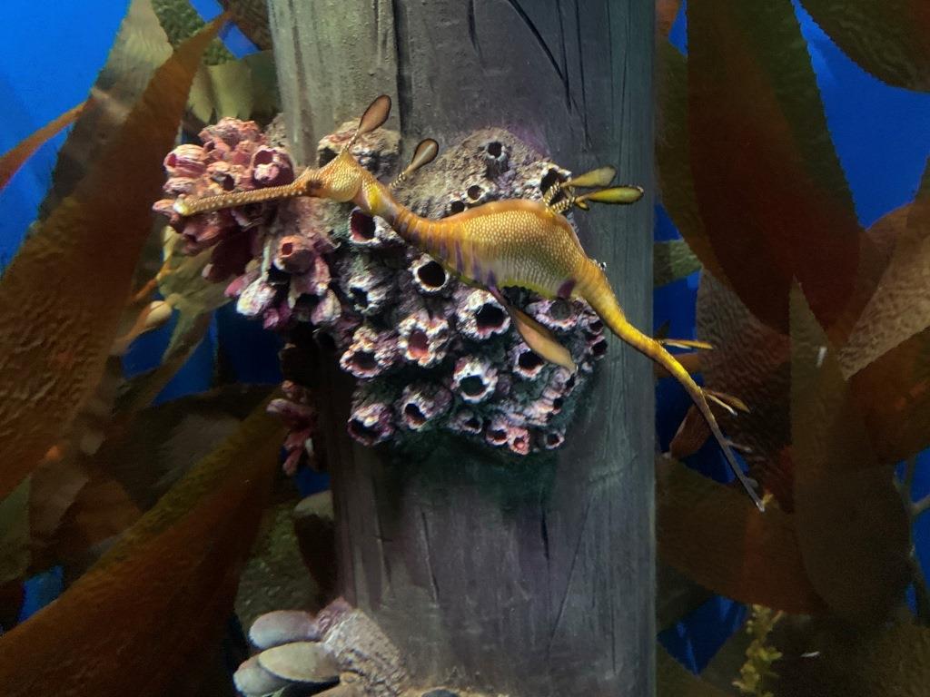 Mall of America Aquarium Minneapolis