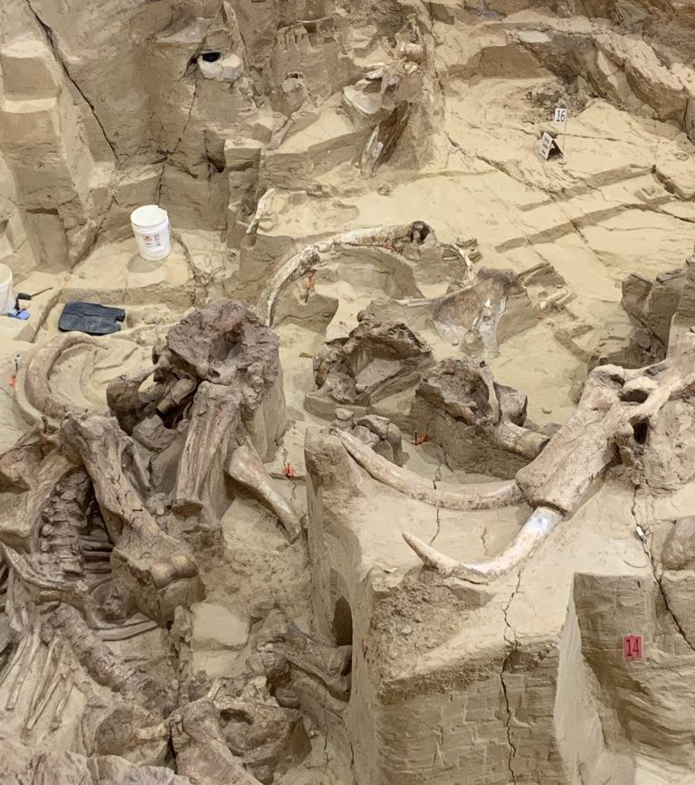 Mammoth Site
