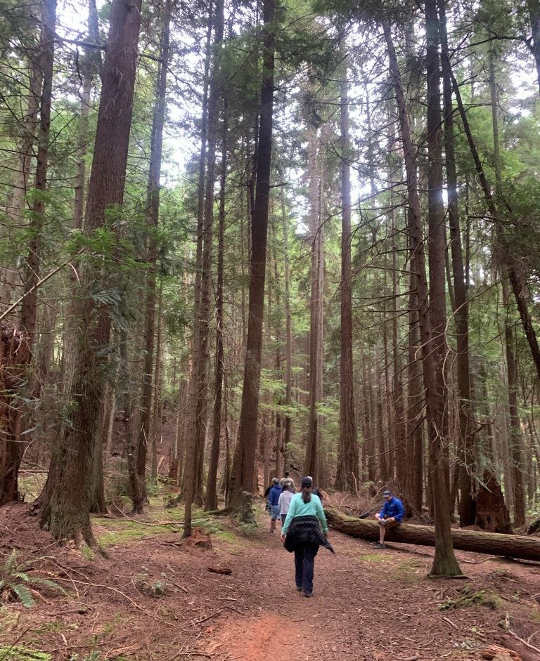 Saratoga Woods 