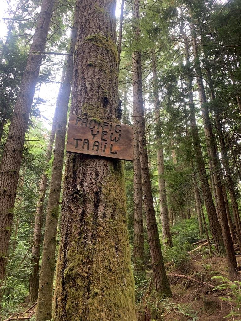 Pacific Yew Trail