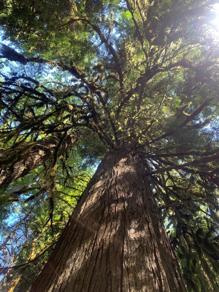 Marymere Falls Trail