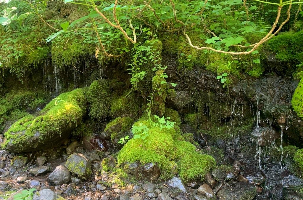 Sol Duc Trail