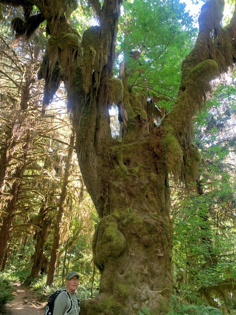 Hoh River Trail