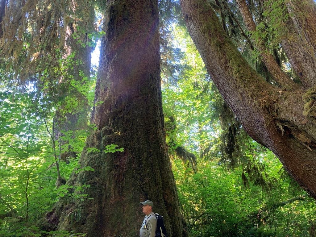 Hoh River Trail