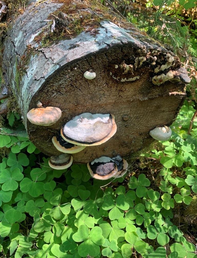 Hoh River Trail