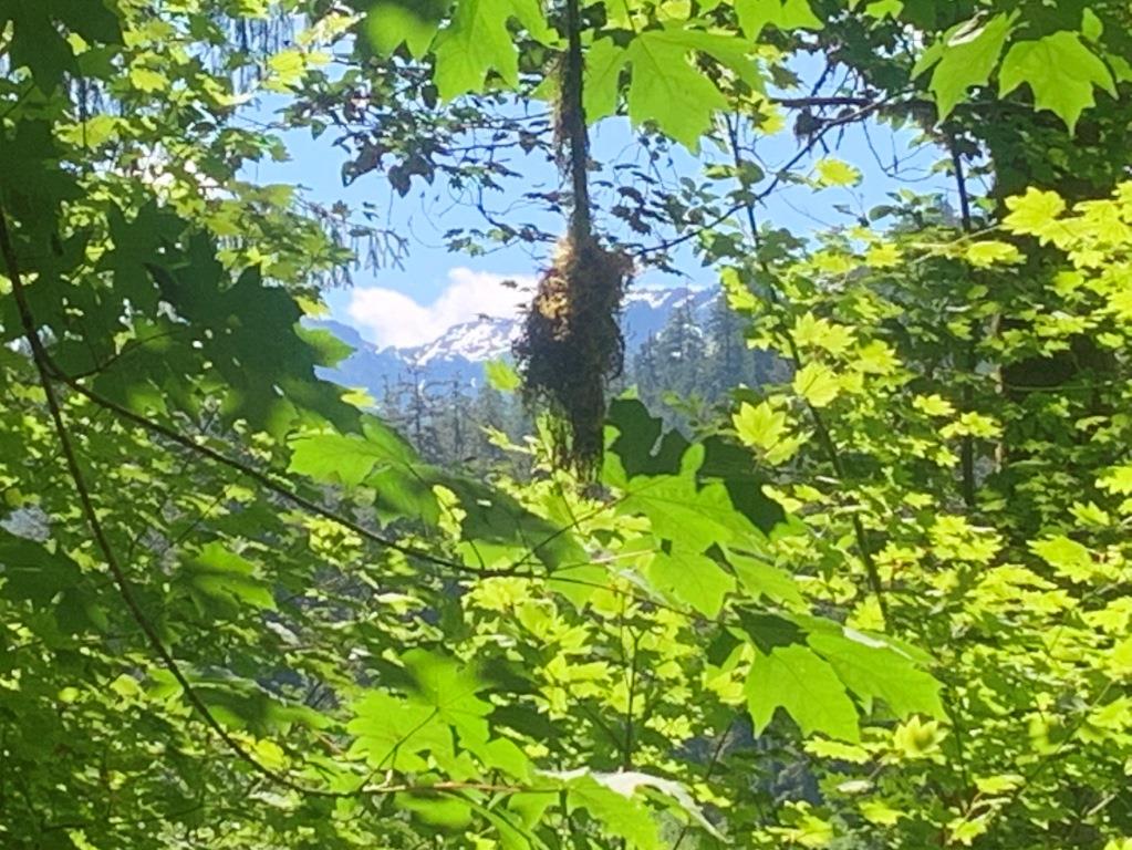 Hoh River Trail