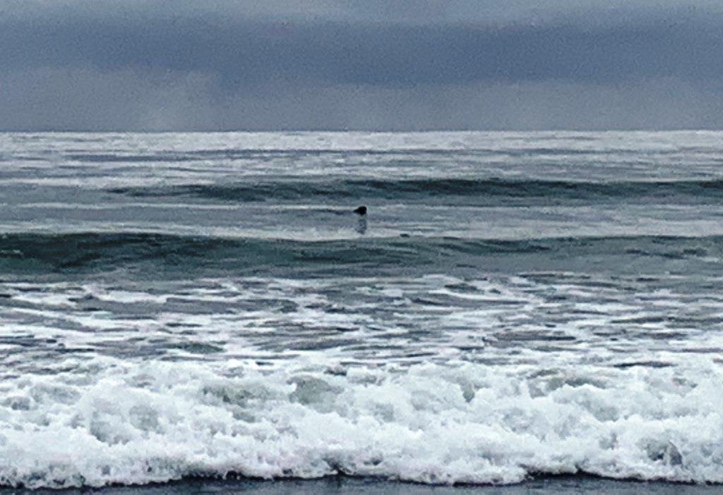 Olympic Peninsula