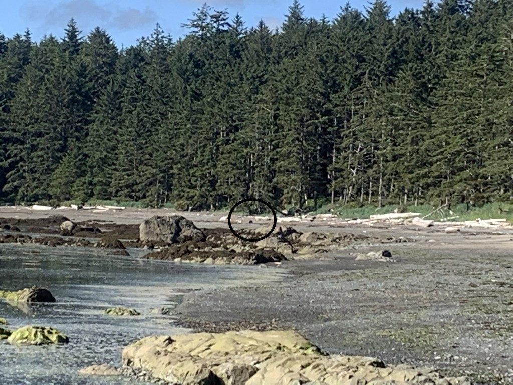 Ozette Triangle Trail