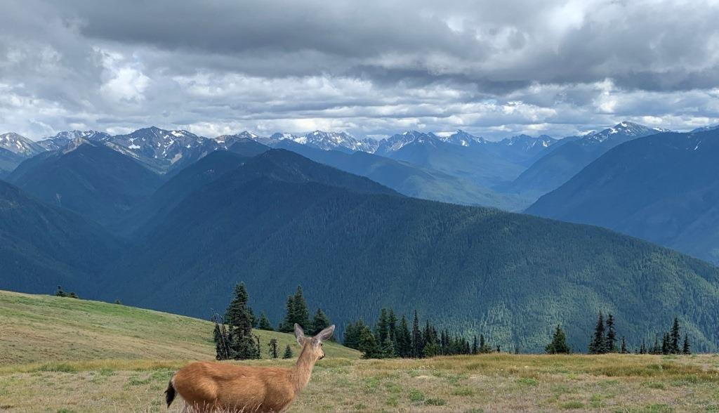 Hurricane Ridge Olympic National Park