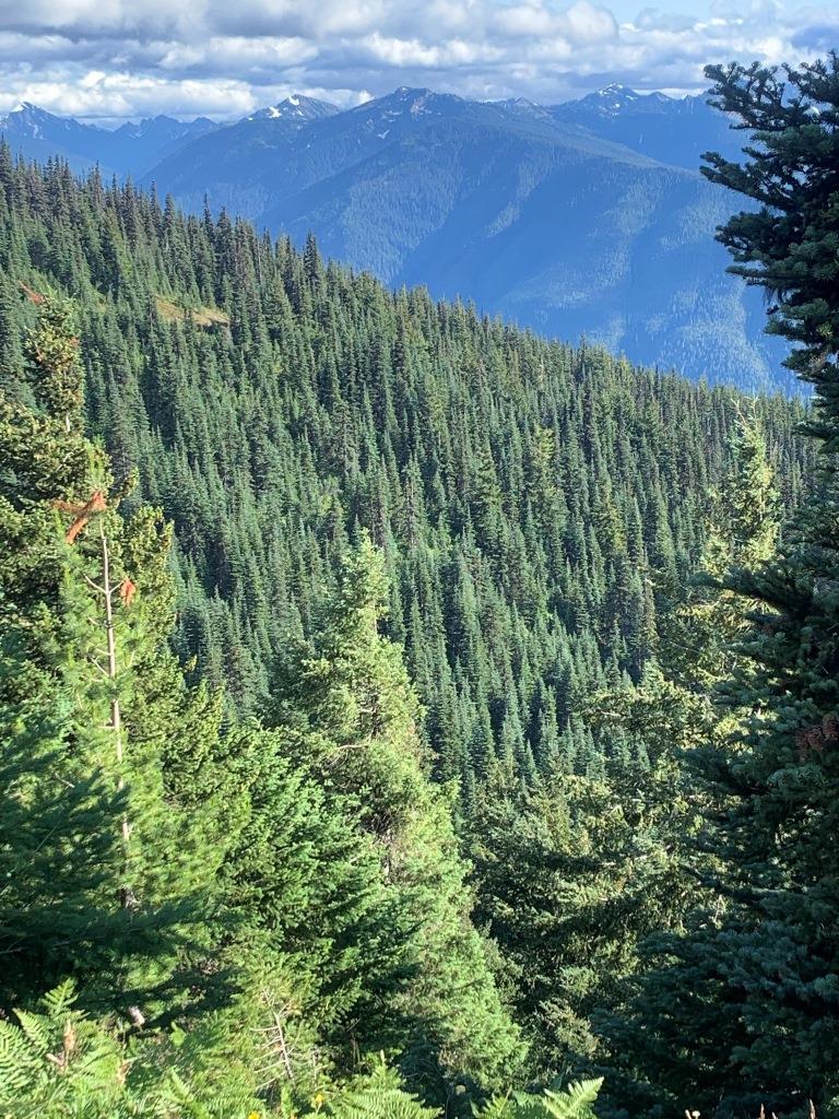Hurricane Ridge Olympic National Park
