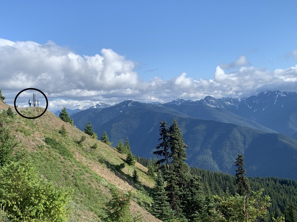 Hurricane Ridge Olympic National Park