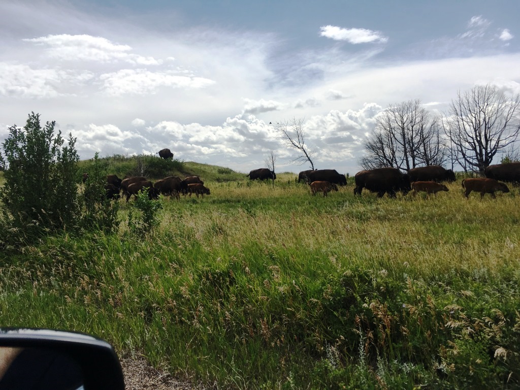 Teddy Roosevelt National Park