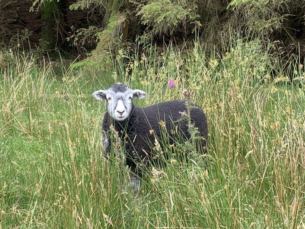 Ennerdale, Wainwrights C2C, Hiking England, Lake District National Park, Keswick