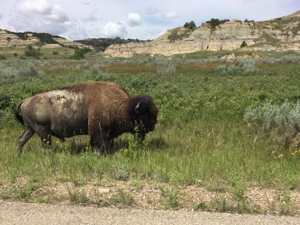 Teddy Roosevelt National Park
