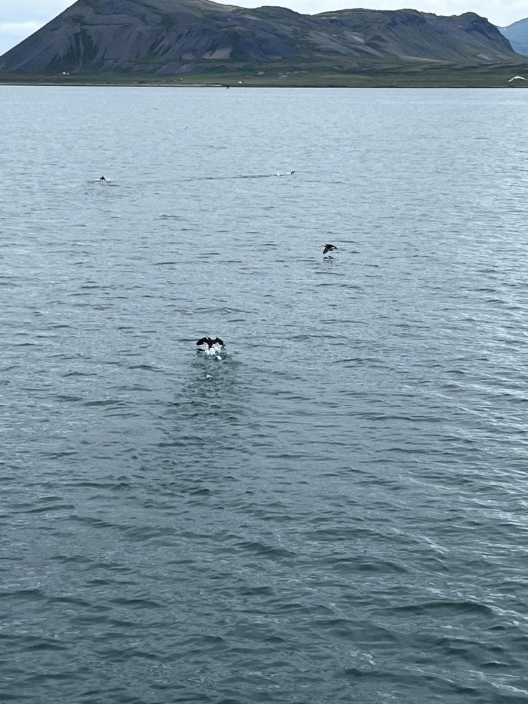 Grundarfjörður Kurkjufell Puffins
