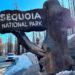 Sequoia National Park