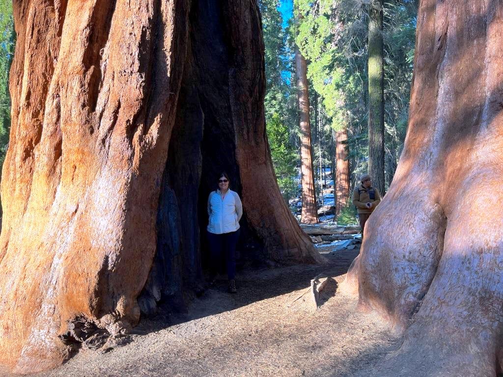 Sherman Tree Trail