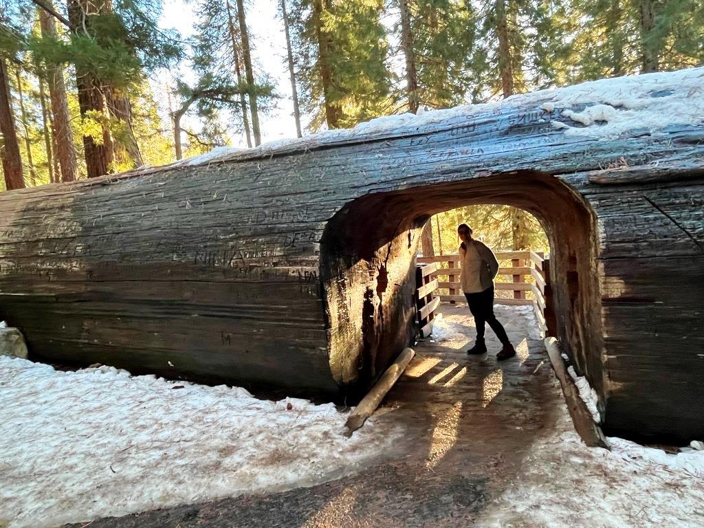 Sherman Tree Trail