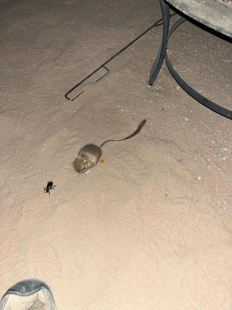 Kangaroo Rat at campsite