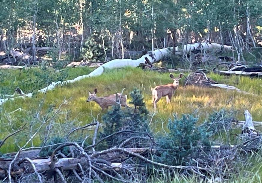 Deer at North Kaibab Trail