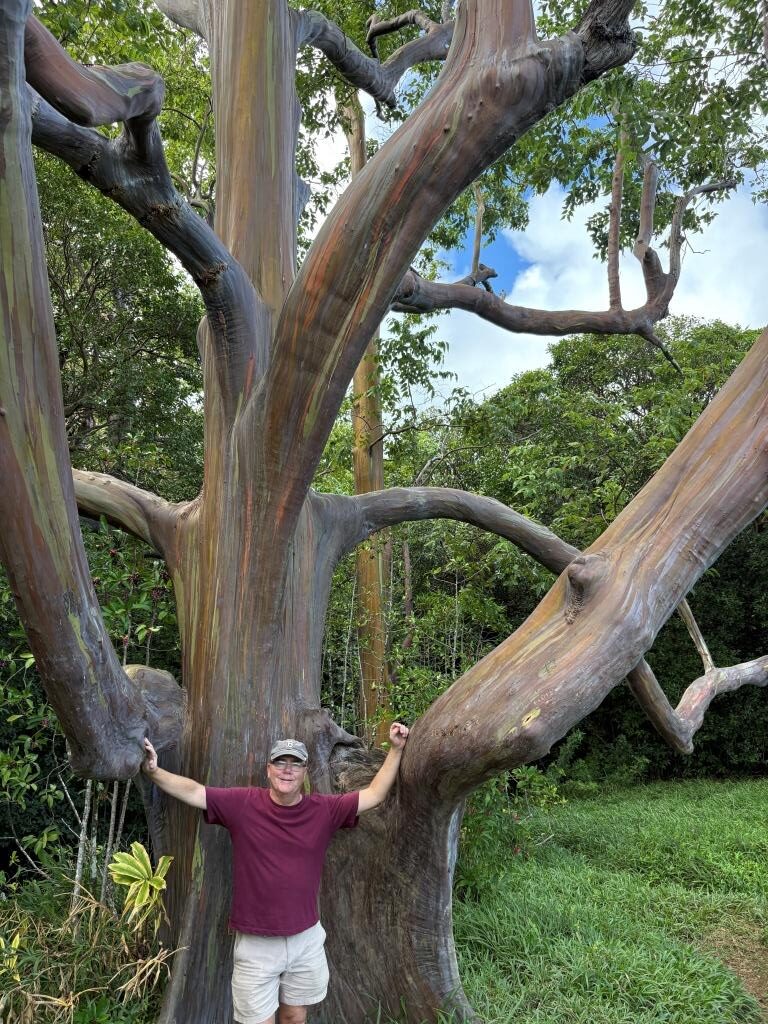 Rainbow Eucalyptus Trees