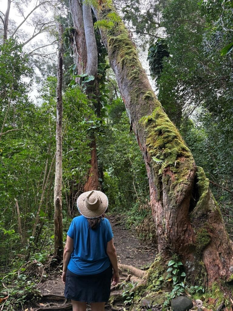 Waikamoi Ridge Nature Trail