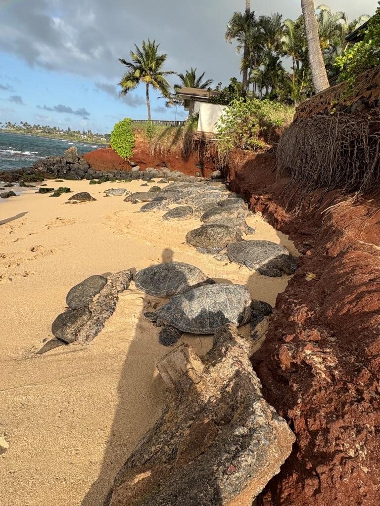 Paia sea turtles